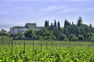 Amoreira da Torre - vinha 14.jpg