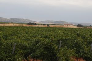 Viñedos 2.jpg